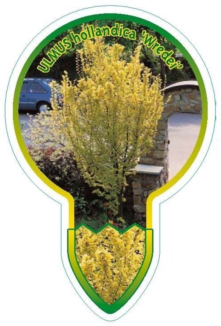 Ulmus holl. 'Wredei' - 120 CM Stem C10